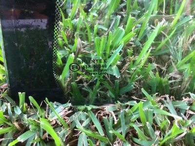 IMG_5667 Rover 75/ MG ZT - Vidro Porta Vidros Portas